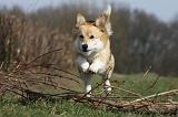 CORGI PEMBROKE 861